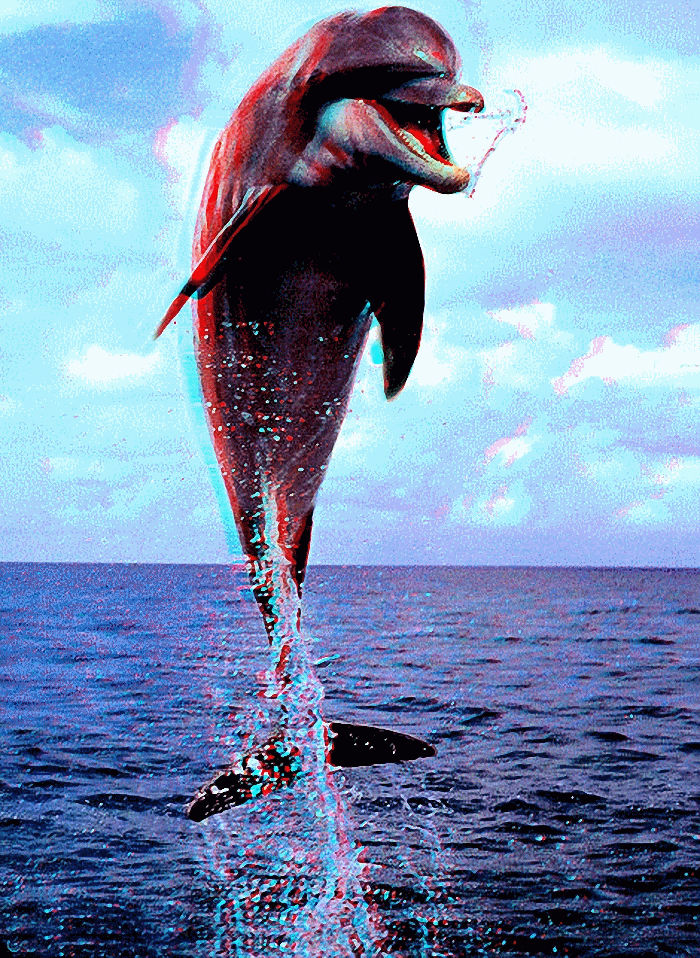 dolphin